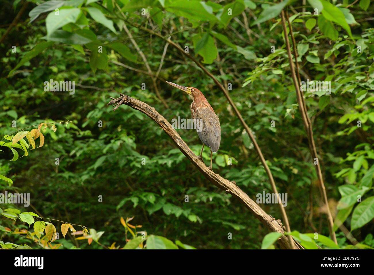 Rufescent tiger heron (Tigrisoma lineatum) is a kind of heron native to Central and South America. This photo was taken near Manaus, Brazil. Stock Photo