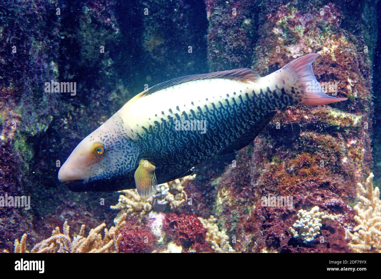 Bicolour parrotfish (Cetoscarus bicolor) is a marine fish endemic to Red Sea. Stock Photo