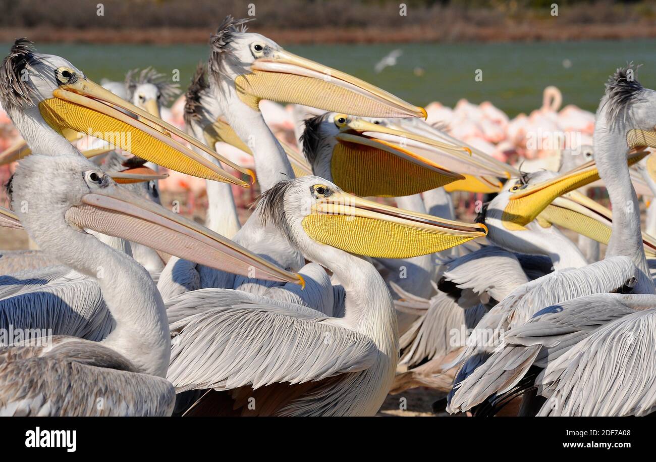 Great white pelican (Pelecanus onocrotalus) is a large bird native to Sub-Saharan Africa and parts of Eurasia. Stock Photo