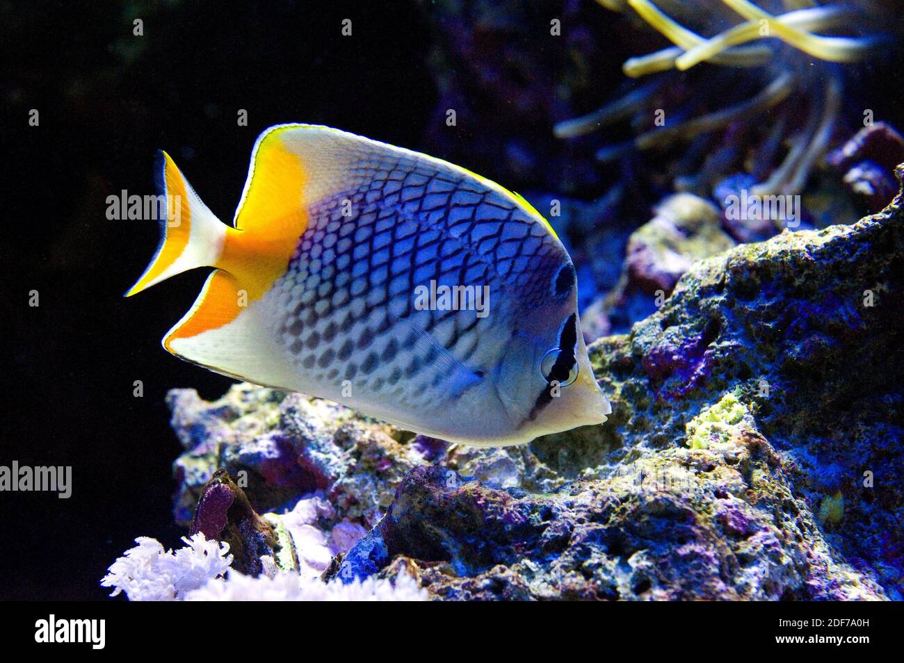 Pearlscale butterflyfish (Chaetodon xanthurus) is a marine fish native to tropical Indo-Pacific Ocean. Stock Photo