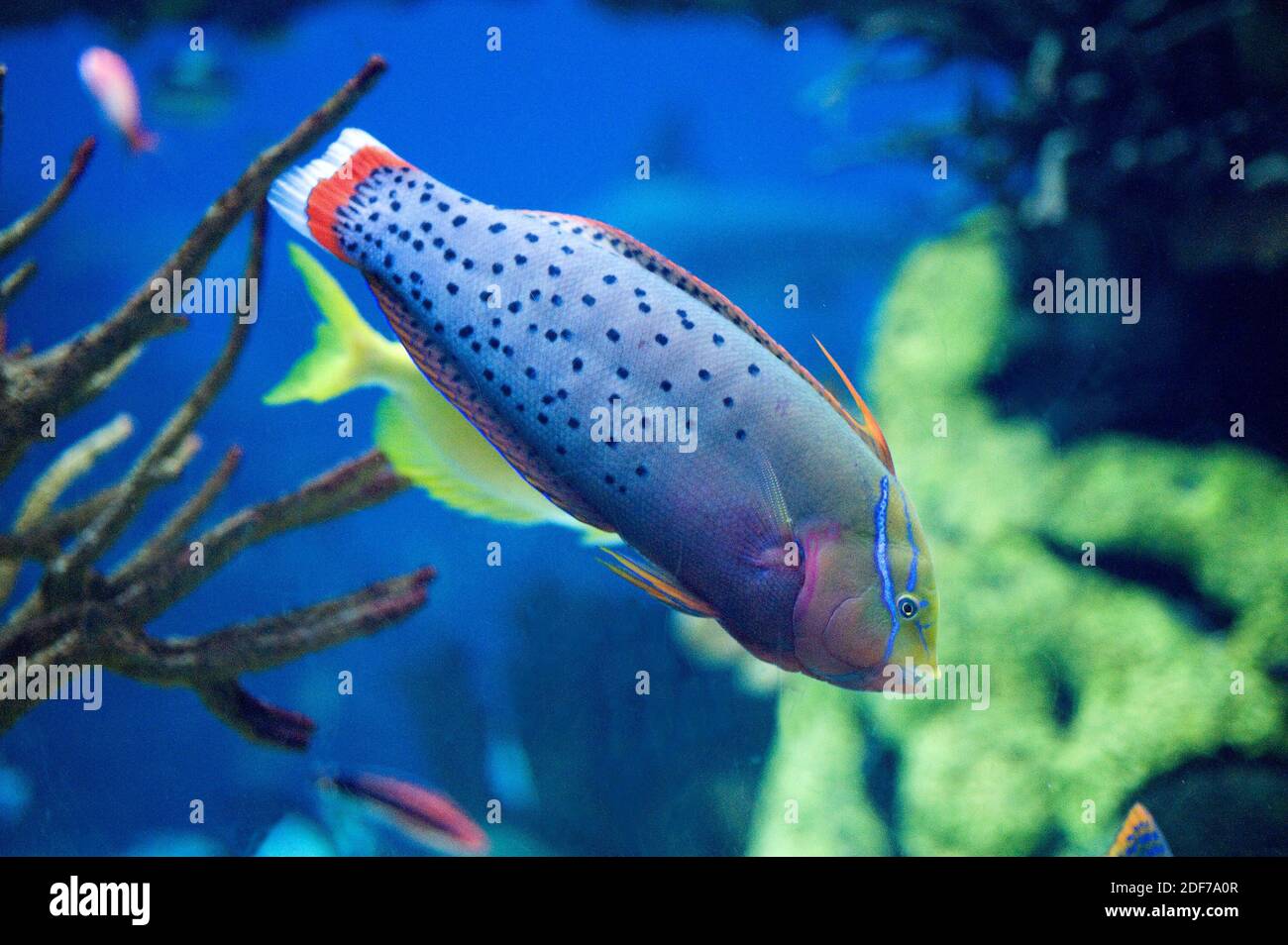 Queen coris or Formosa wrasse (Coris formosa) is a marine fish native to tropical Indian Ocean. Adult specimen. Stock Photo