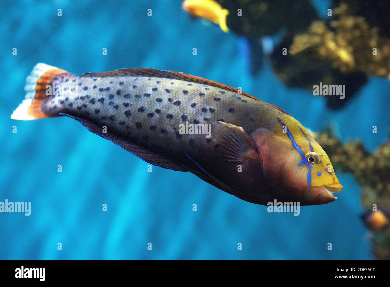 Queen coris or Formosa wrasse (Coris formosa) is a marine fish native to tropical Indian Ocean. Adult specimen. Stock Photo