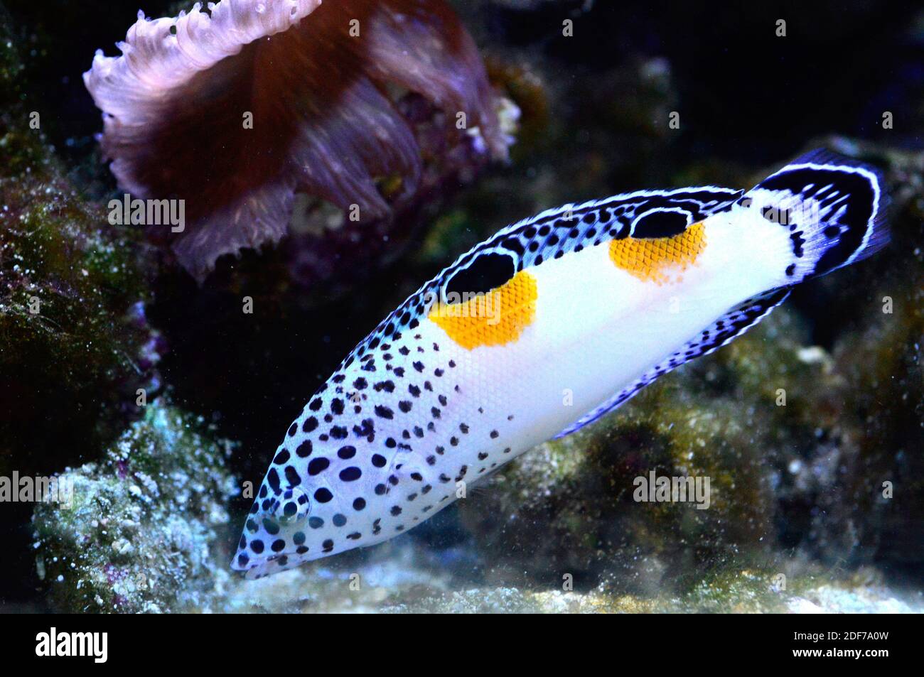 Clown coris (Coris aygula) is a marine fish native to tropical Indo-Pacific Ocean. Juvenil specimen with false eyes. Stock Photo
