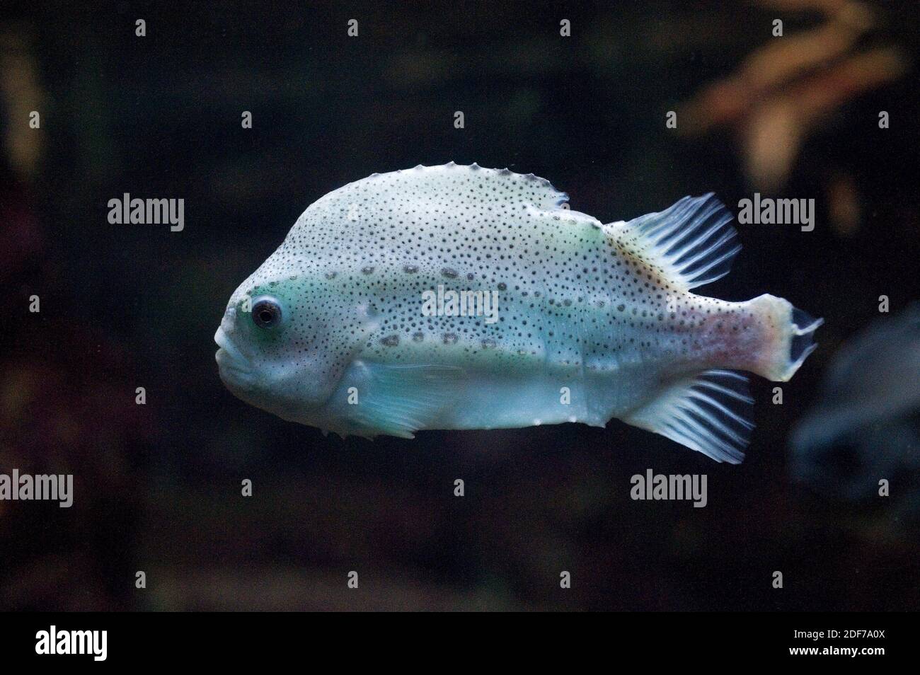 Lumpfish Cyclopterus Lumpus Fish High Resolution Stock Photography And Images Alamy