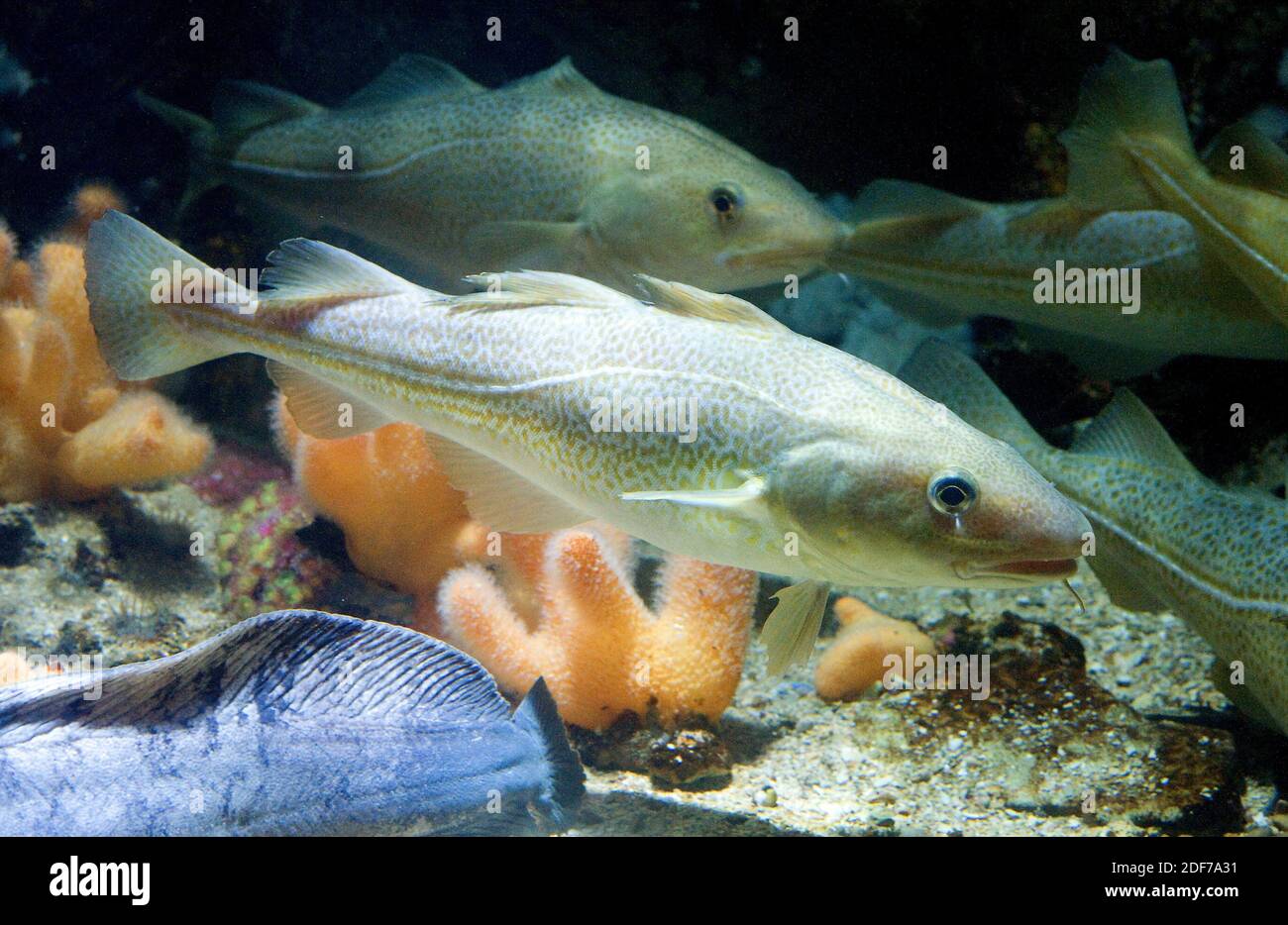 Atlantic cod (Gadus morhua) is a marine fish native to northern Atlantic Ocean. Stock Photo