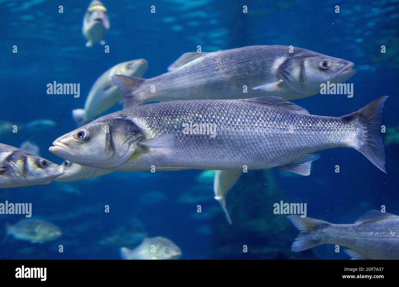Atlantic sea bass hires stock photography and images Alamy