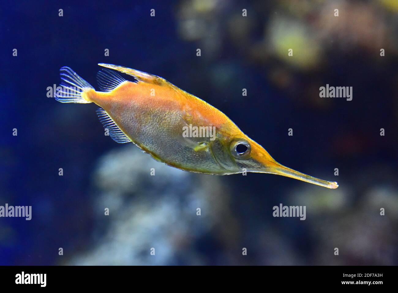 Longspine snipefish (Macrorhamphosus scolopax) is a cosmopolitan marine fish. Stock Photo