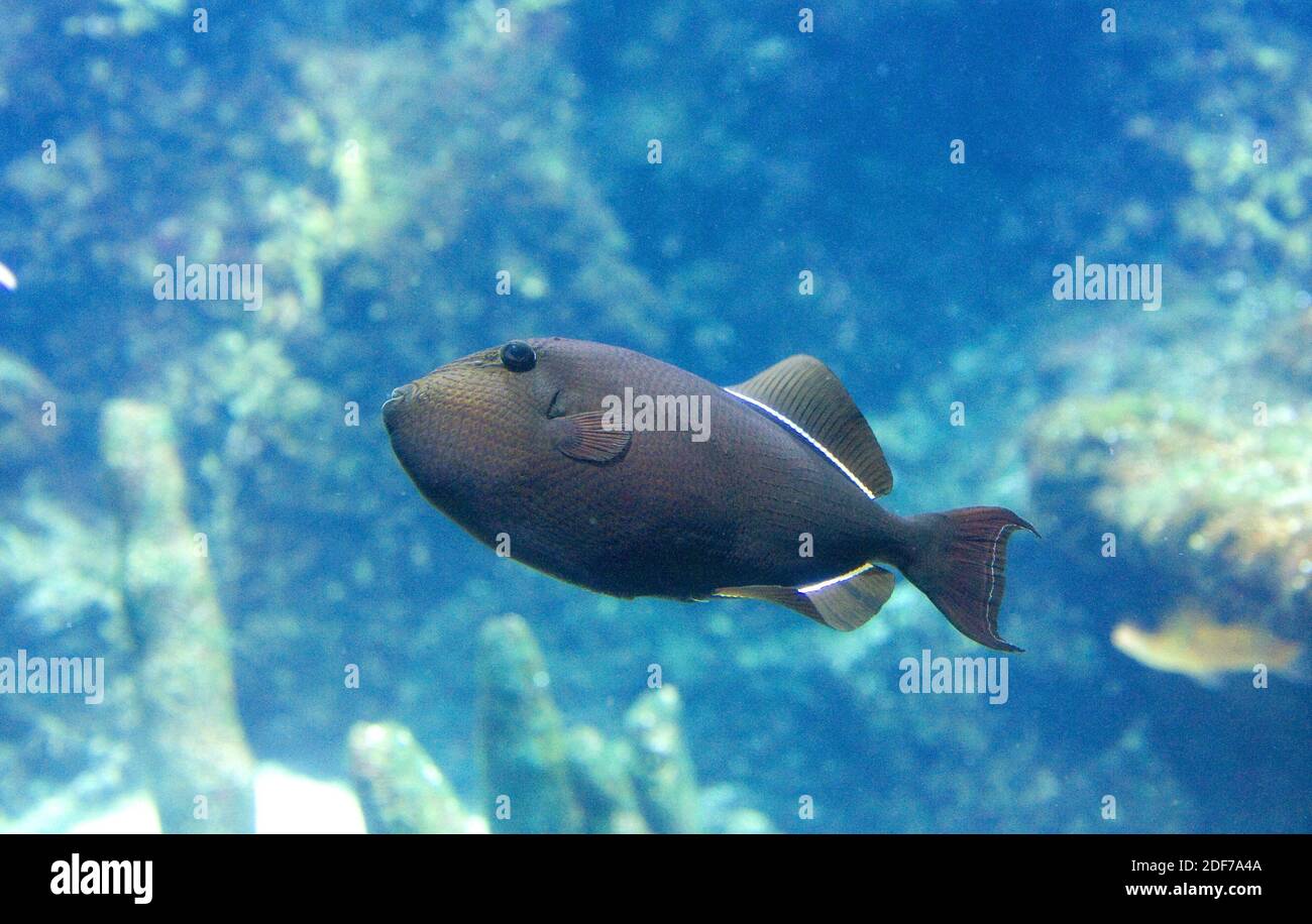 Black triggerfish (Melichthys niger) is a marine fish native to tropical Seas. Stock Photo