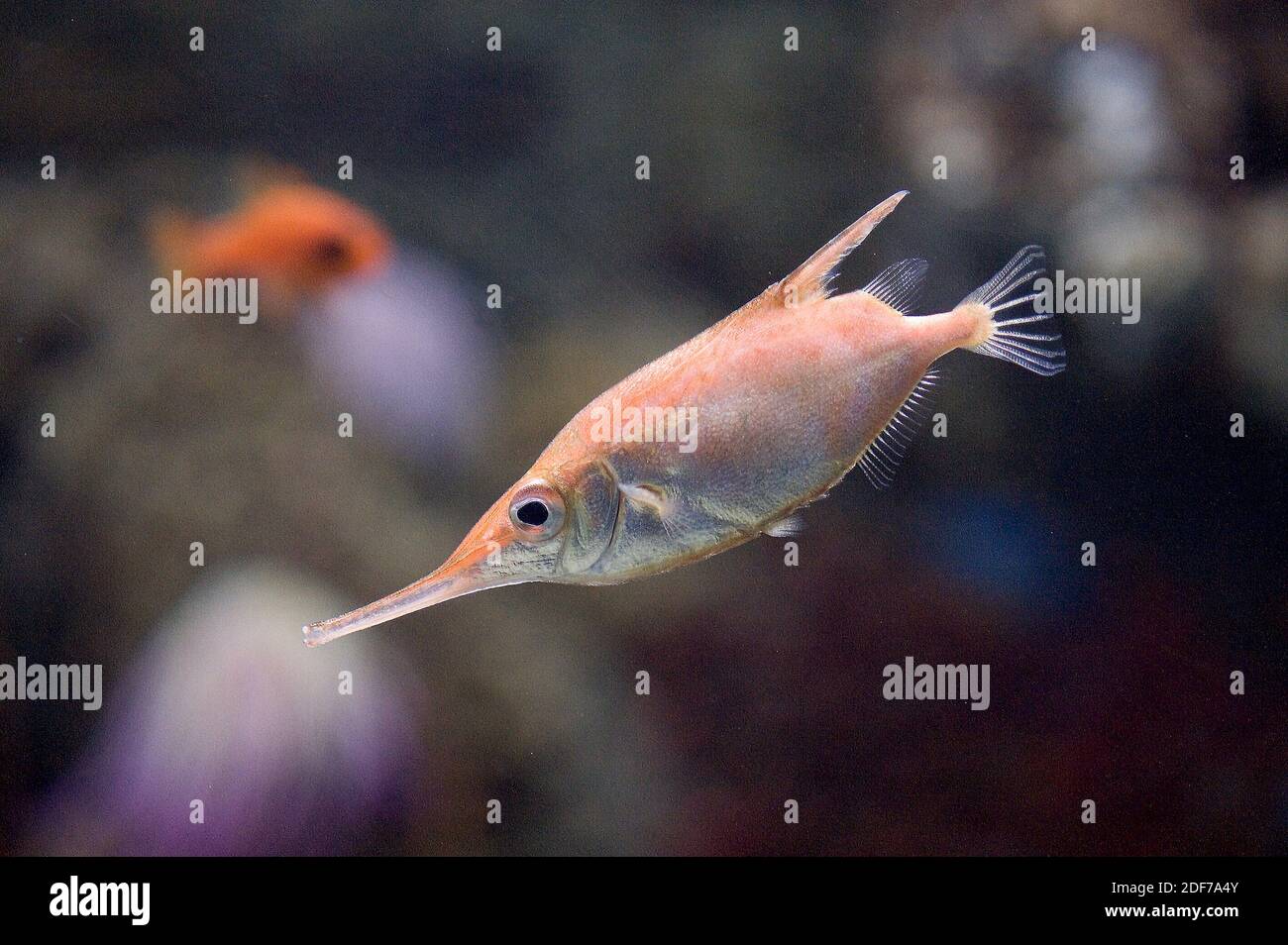 Longspine snipefish (Macrorhamphosus scolopax) is a cosmopolitan marine fish. m. Stock Photo