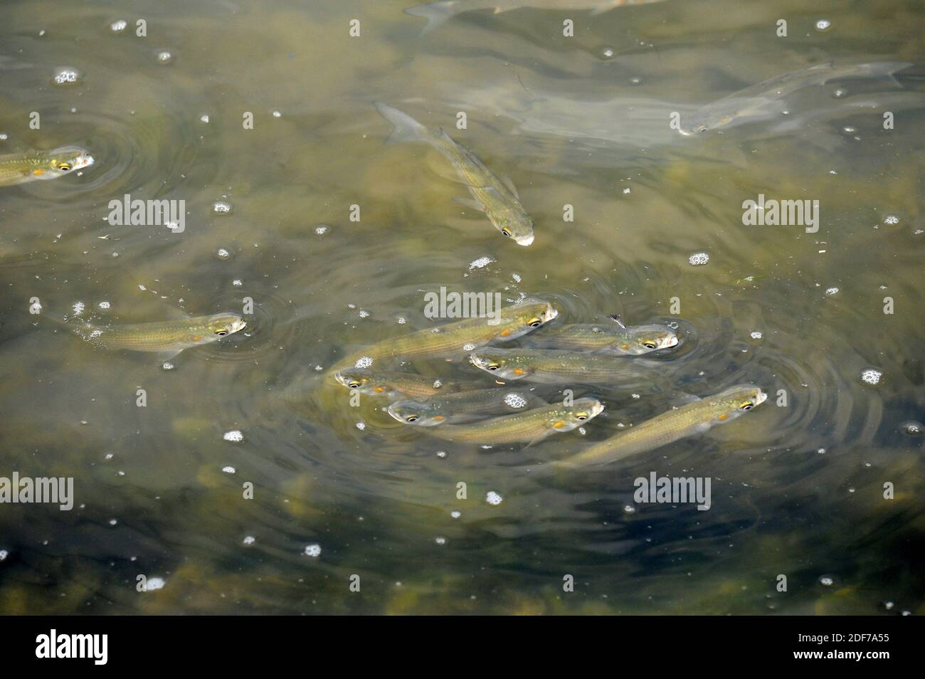 Mullet Fish Sea High Resolution Stock Photography and Images - Alamy
