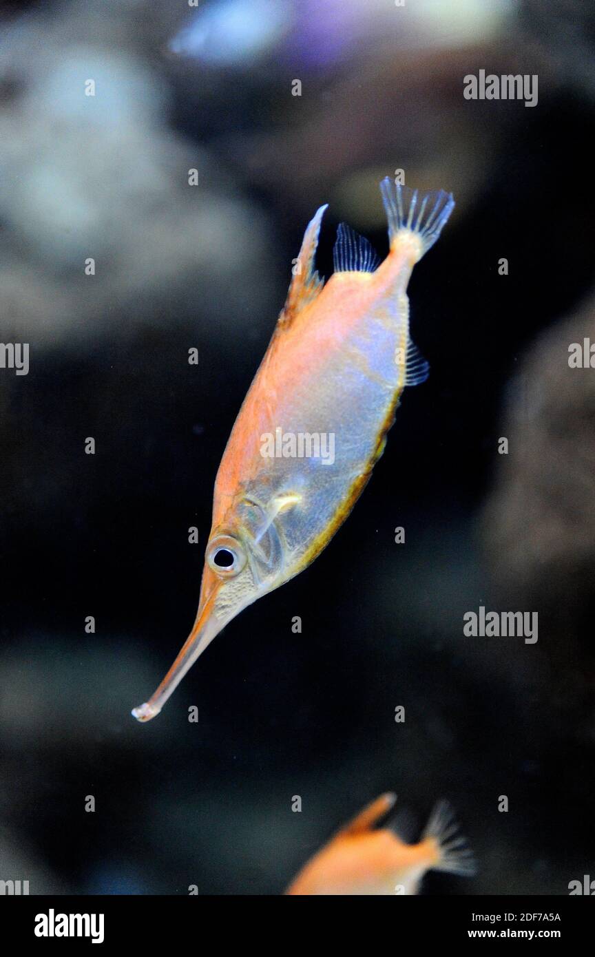 Longspine snipefish (Macrorhamphosus scolopax) is a cosmopolitan marine fish. Stock Photo