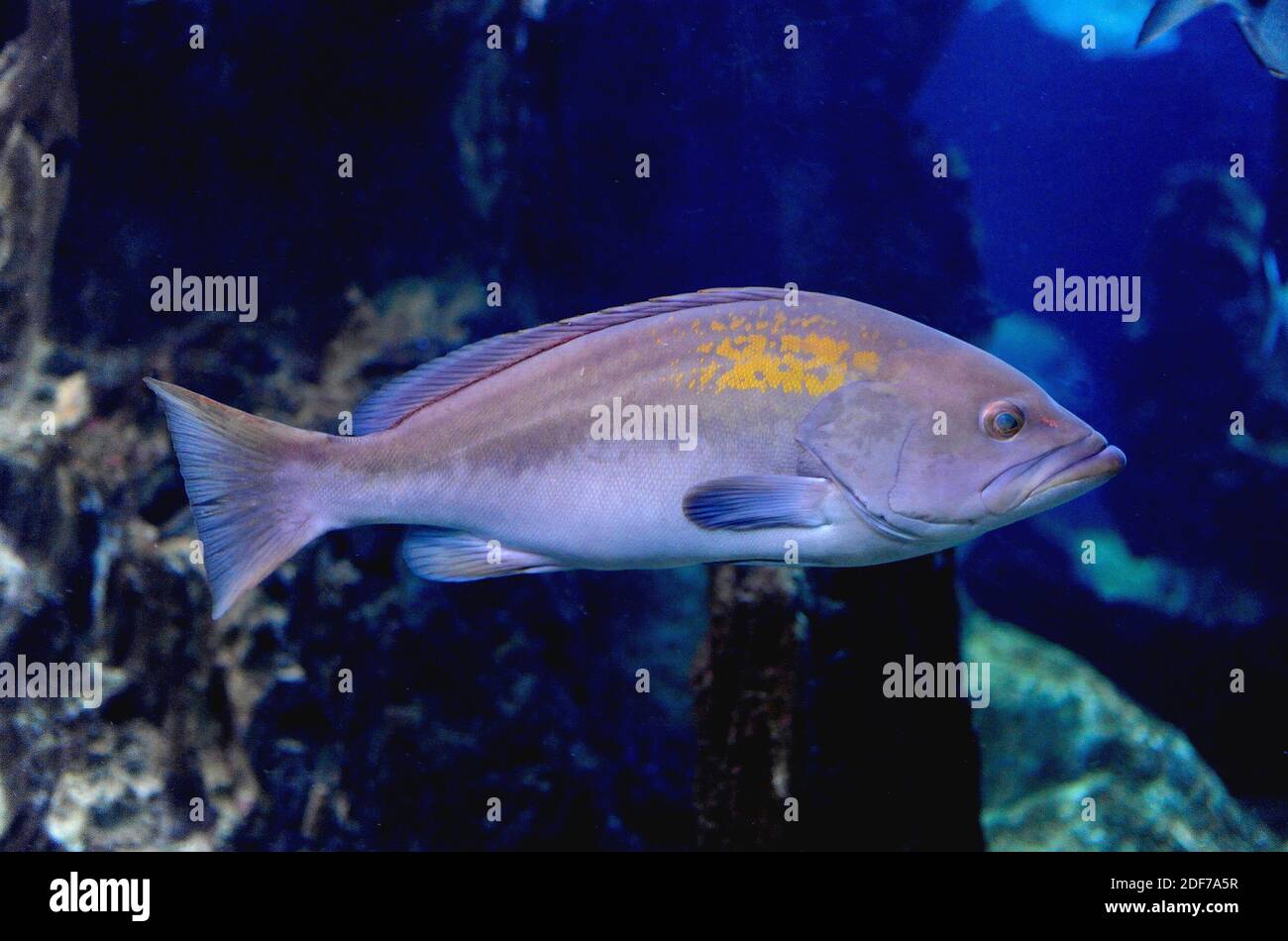 Goldblotch grouper (Epinephelus costae) is a marine fish native to Mediterranean Sea and eastern Atlantic Ocean. Stock Photo