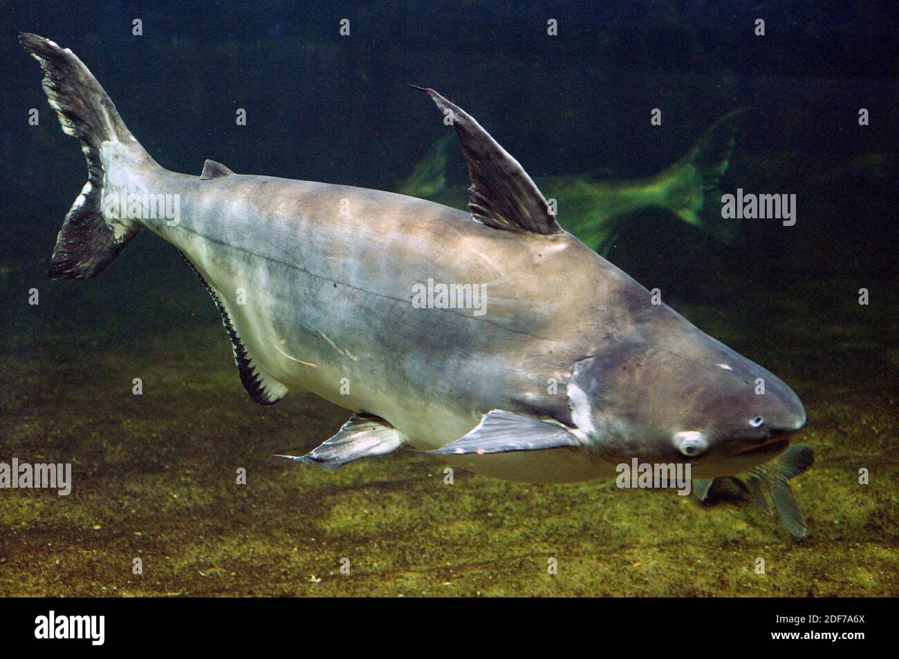 Pangasius hi-res stock photography and images - Alamy