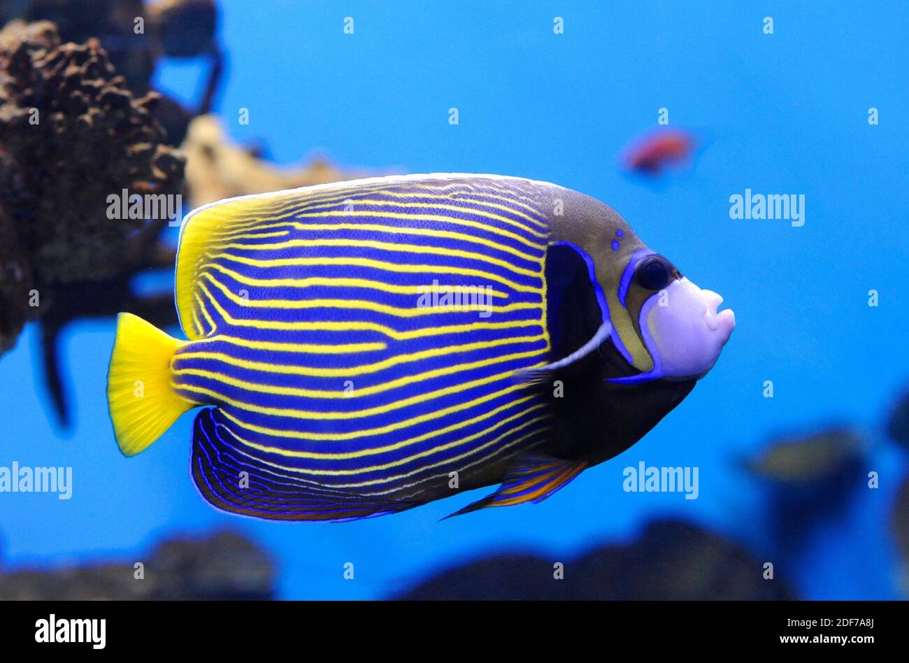 Emperor angelfish (Pomacanthus imperator) is a marine fish native to Indo-Pacific Ocean. Stock Photo