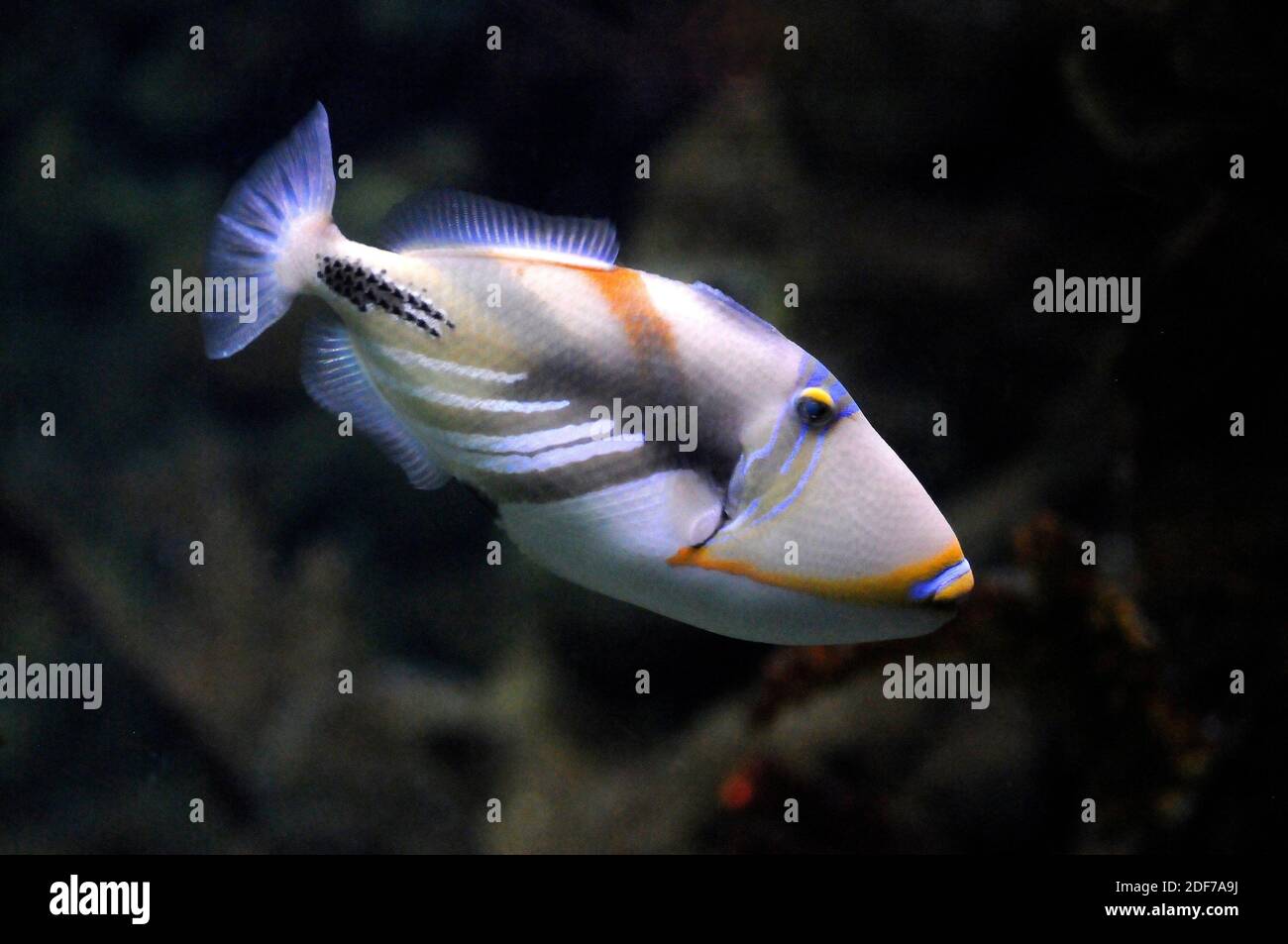 Indo Pacific Coral Reefs High Resolution Stock Photography and Images ...