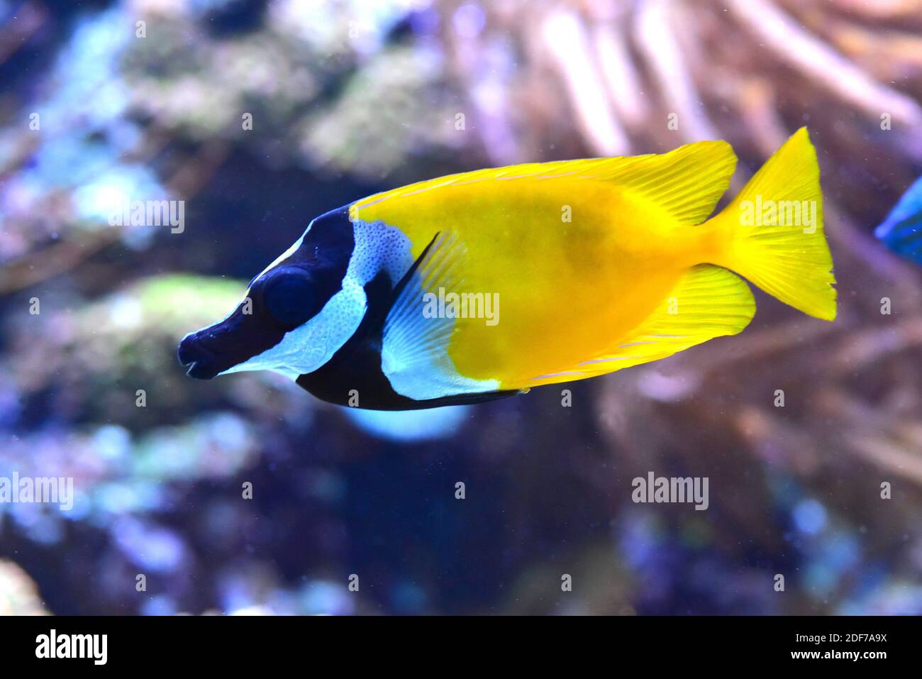 Foxface rabbitfish (Siganus vulpinus) is a marine fish native to