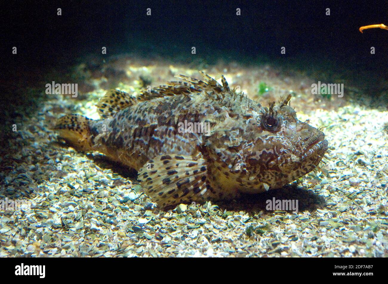 Black scorpionfish (Scorpaena porcus) is a poisonous marine fish native to Mediterranean Sea and eastern Atlantic Ocean from UK to Canary Islands. Stock Photo