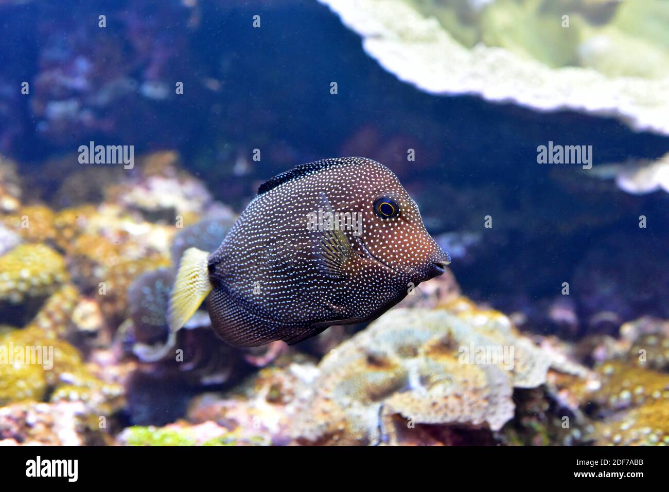 Gem tang (Zebrasoma gemmatum) is a marine fish native to western Indian Ocean. Stock Photo
