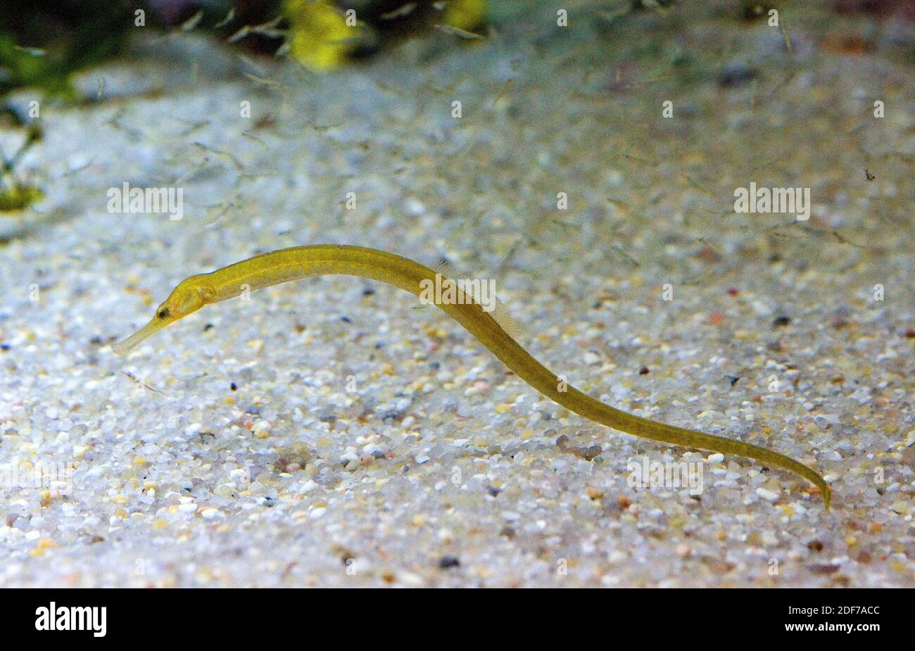 Greater pipefish (Syngnathus acus) is a marine fish native to Mediterranean Sea and atlantic coasts of Europe. Stock Photo