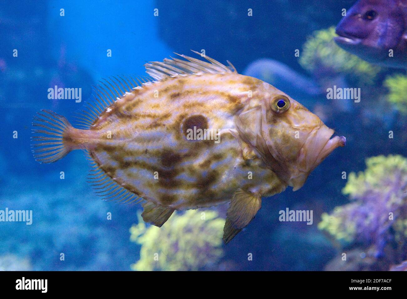 John Dory, Peter's fish or St. Pierre (Zeus faber) is a marine fish native to coasts of Europe, Africa, Asia and Australia. Stock Photo