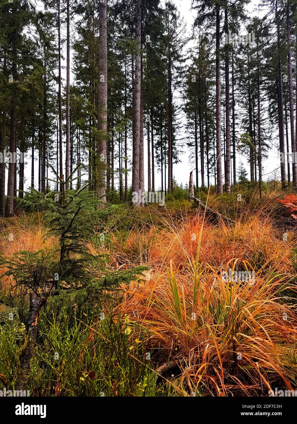 Autumn colors in pine tree forest. Nobody Stock Photo - Alamy