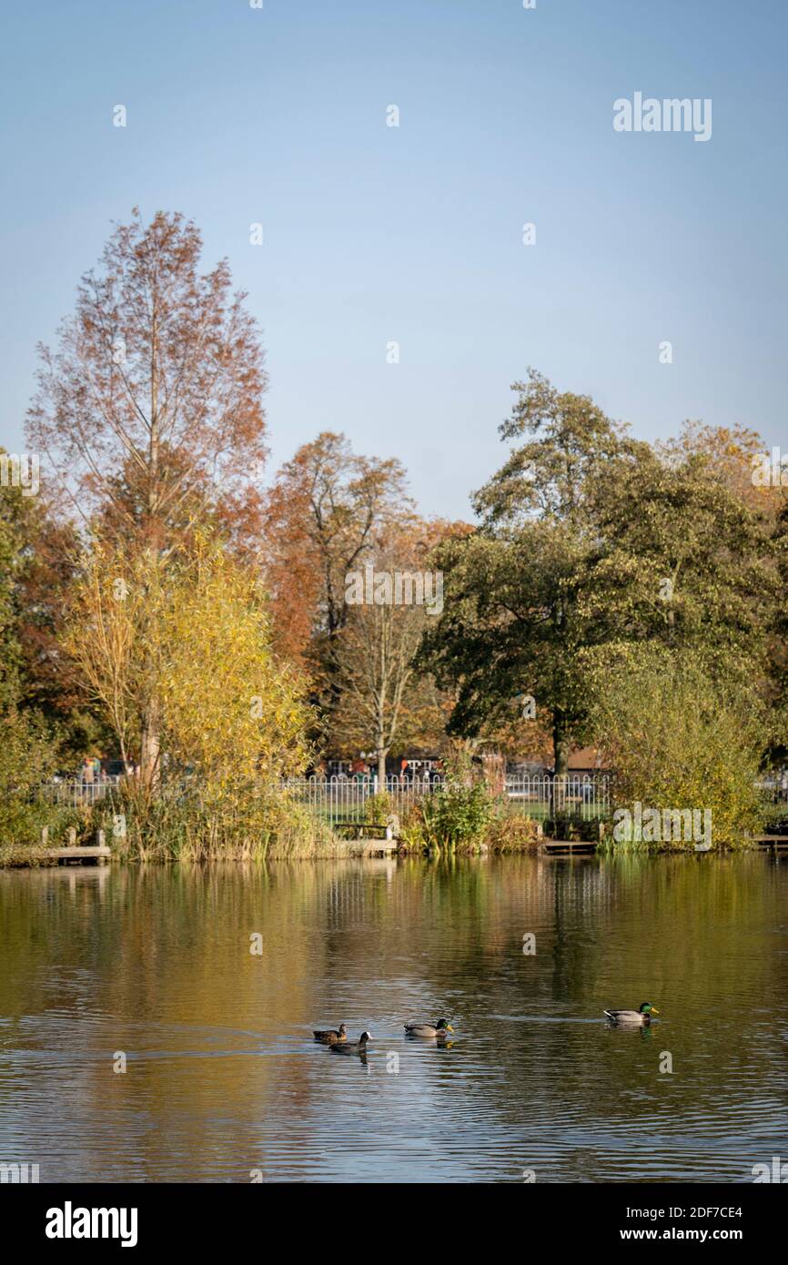 Wildlife at Mount Pond in Clapham Common on the 7th November in the London borough of Lambeth in the United Kingdom. Photo by Sam Mellish Stock Photo