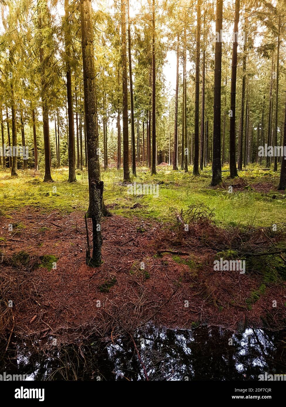 Sunlight through pine tree hi-res stock photography and images - Alamy
