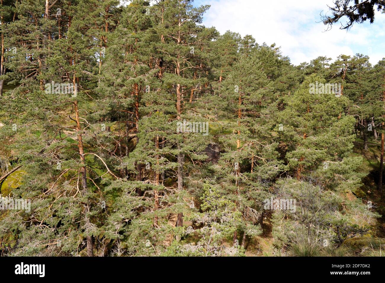 Pinar de Valsain (Pinus sylvestris). Segovia province, Castilla y Leon, Spain. Stock Photo