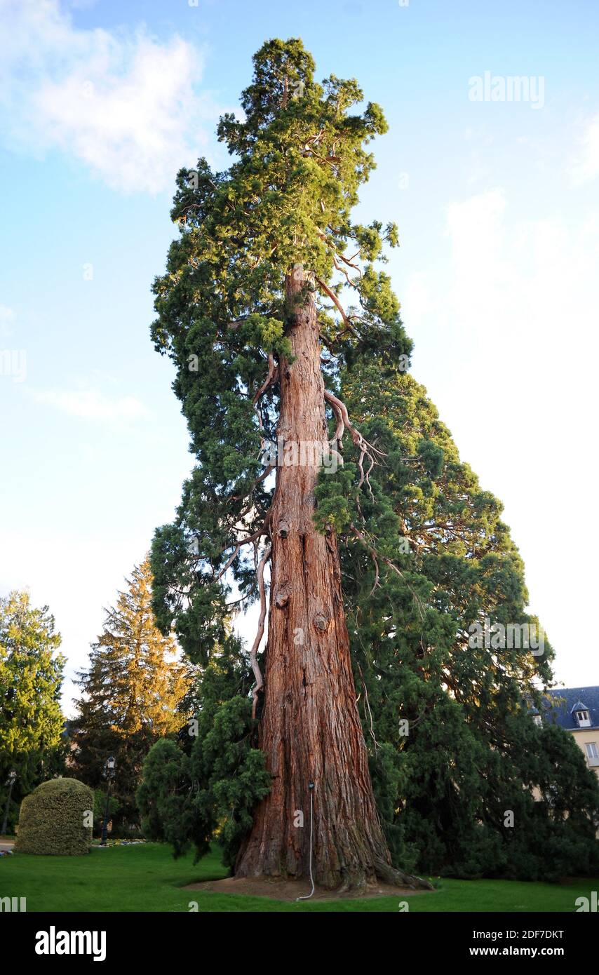 Monumental giant sequoia (Sequoiadendron giganteum) in La Granja de San Ildefonso, Segovia province, Castilla y Leon, Spain. Stock Photo