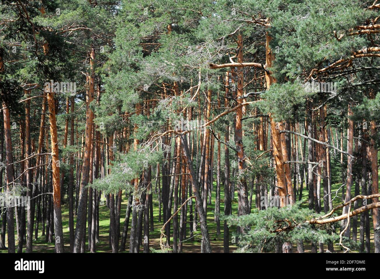 Pinar de Valsain (Pinus sylvestris). Segovia province, Castilla y Leon, Spain. Stock Photo