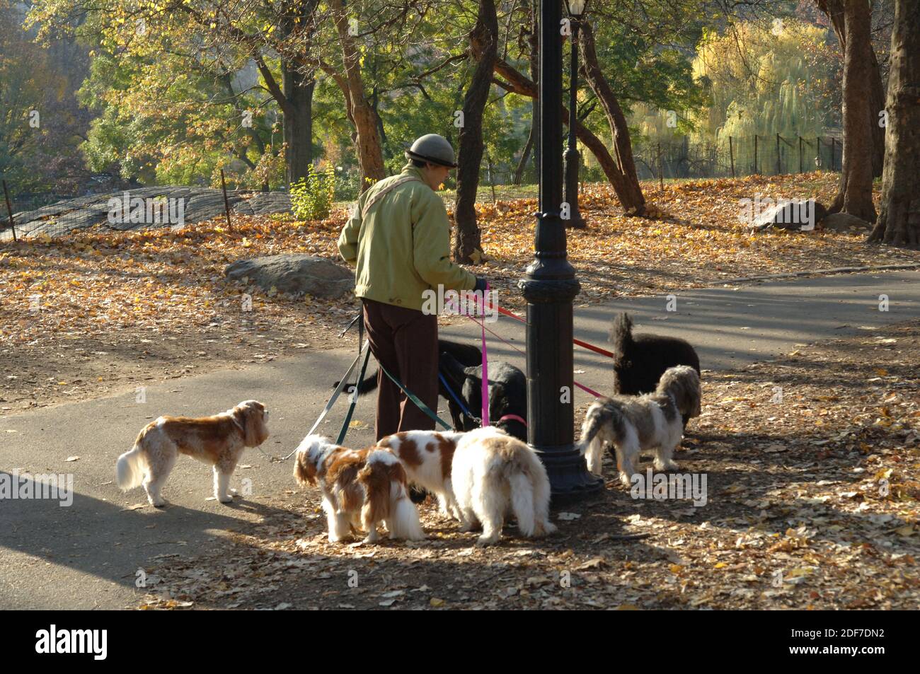 Can Dogs Go To Central Park