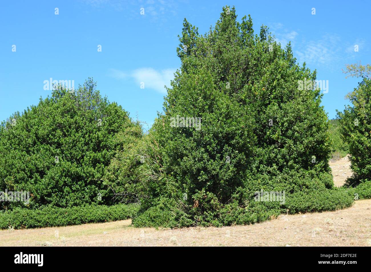 Aquifolium ilex hires stock photography and images Alamy