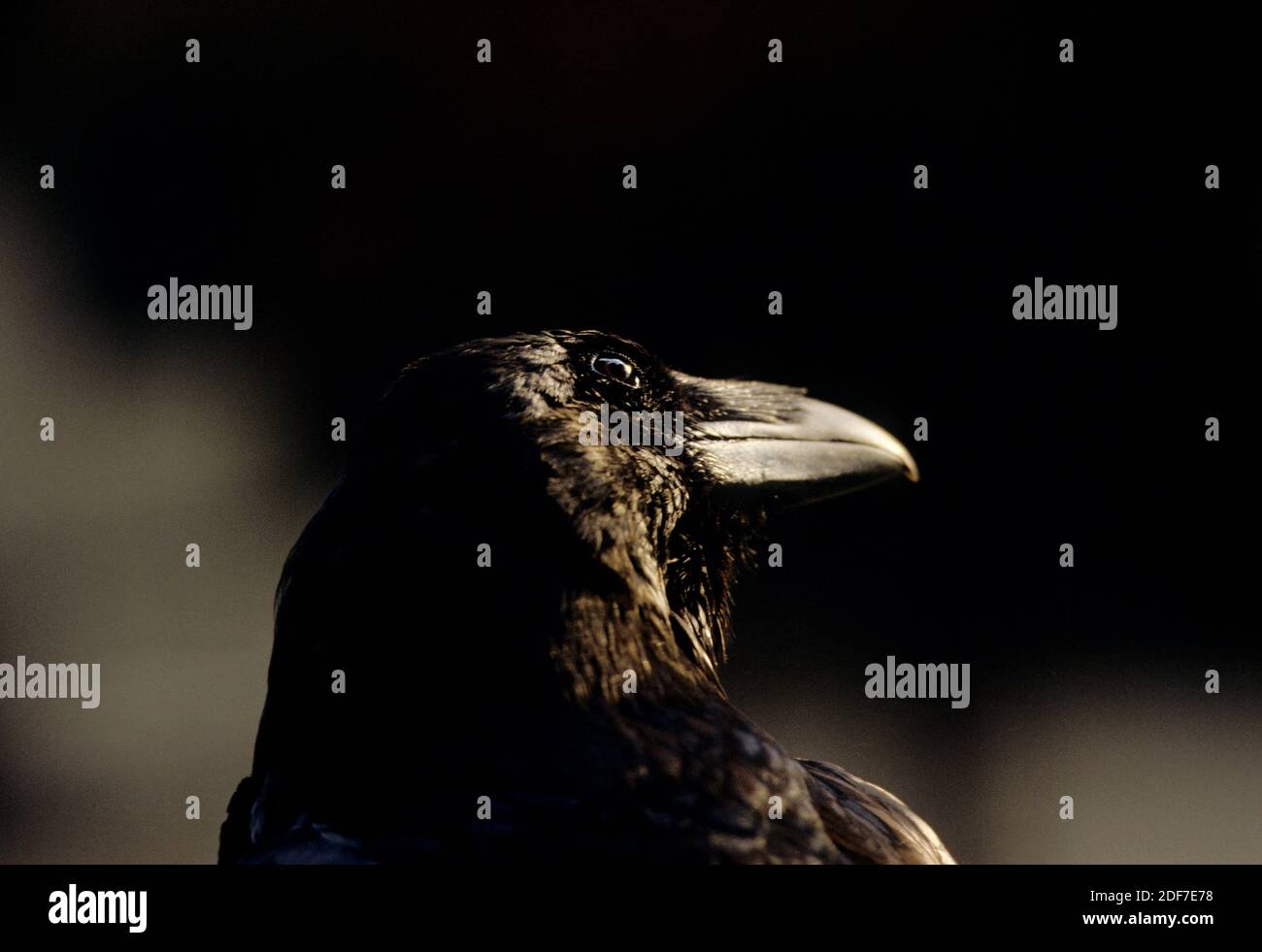Tower of London, London UK 1986 but scanned in 2020 Behind the scenes