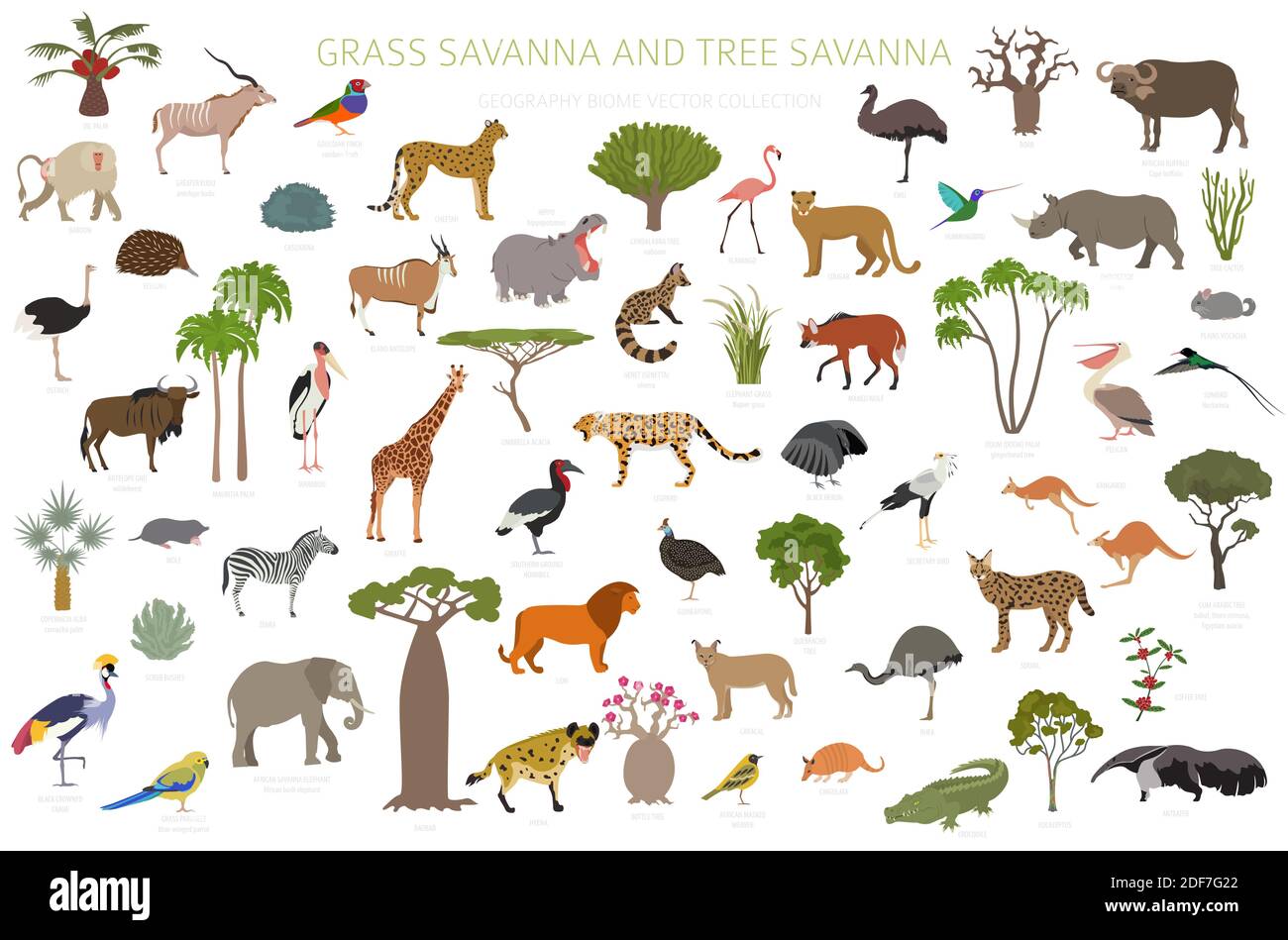 Tree savanna and grass savanna biome, natural region infographic. Woodland and grassland savannah, prarie, pampa. Animals, birds and vegetations ecosy Stock Vector