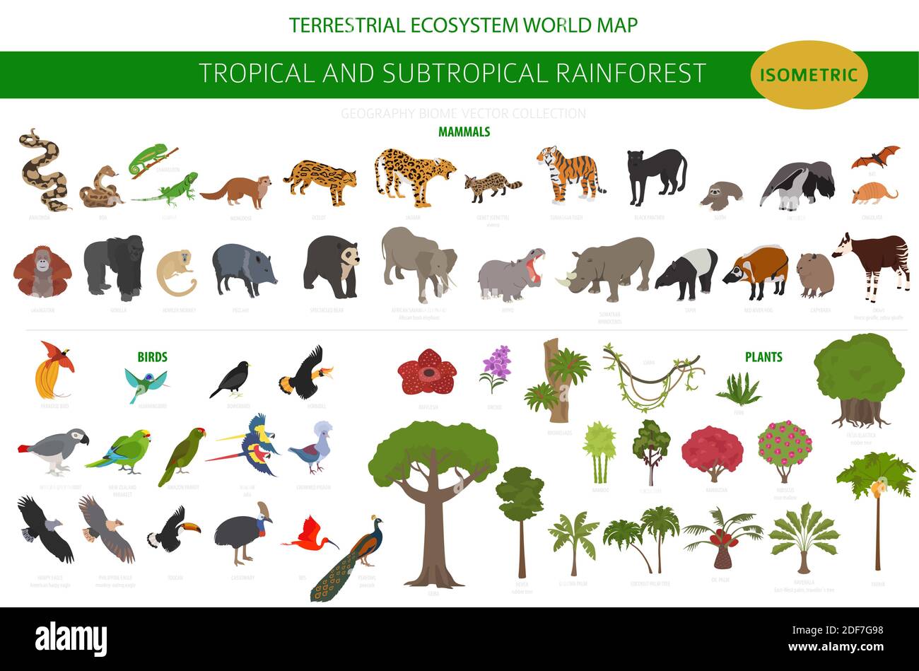 Tropical and subtropical rainforest biome, natural region infographic. Amazonian, African, asian, australian rainforests. Animals, birds and vegetatio Stock Vector