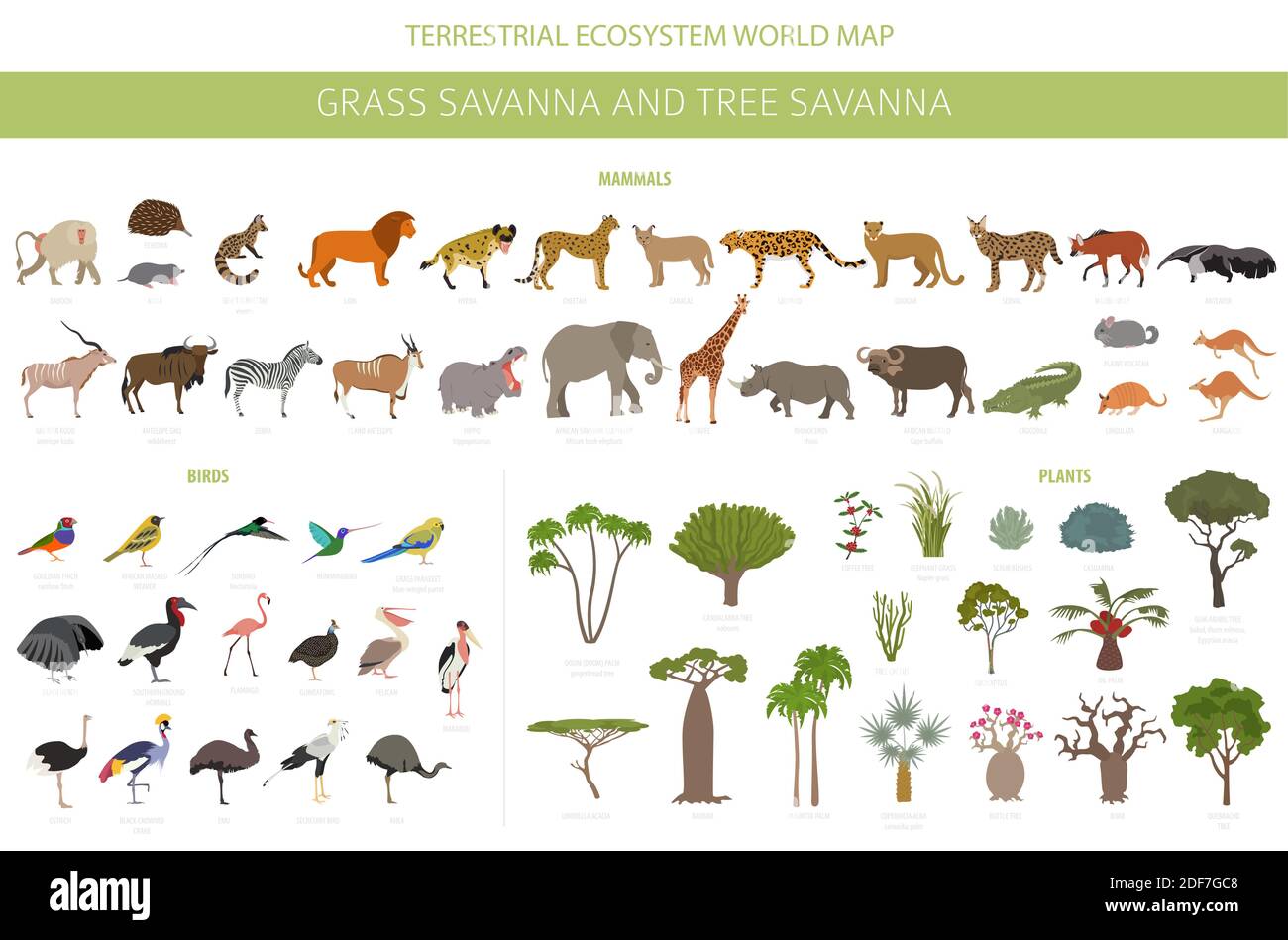 Tree savanna and grass savanna biome, natural region infographic. Woodland and grassland savannah, prarie, pampa. Animals, birds and vegetations ecosy Stock Vector