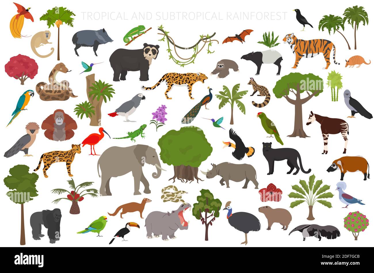 Tropical and subtropical rainforest biome, natural region infographic. Amazonian, African, asian, australian rainforests. Animals, birds and vegetatio Stock Vector