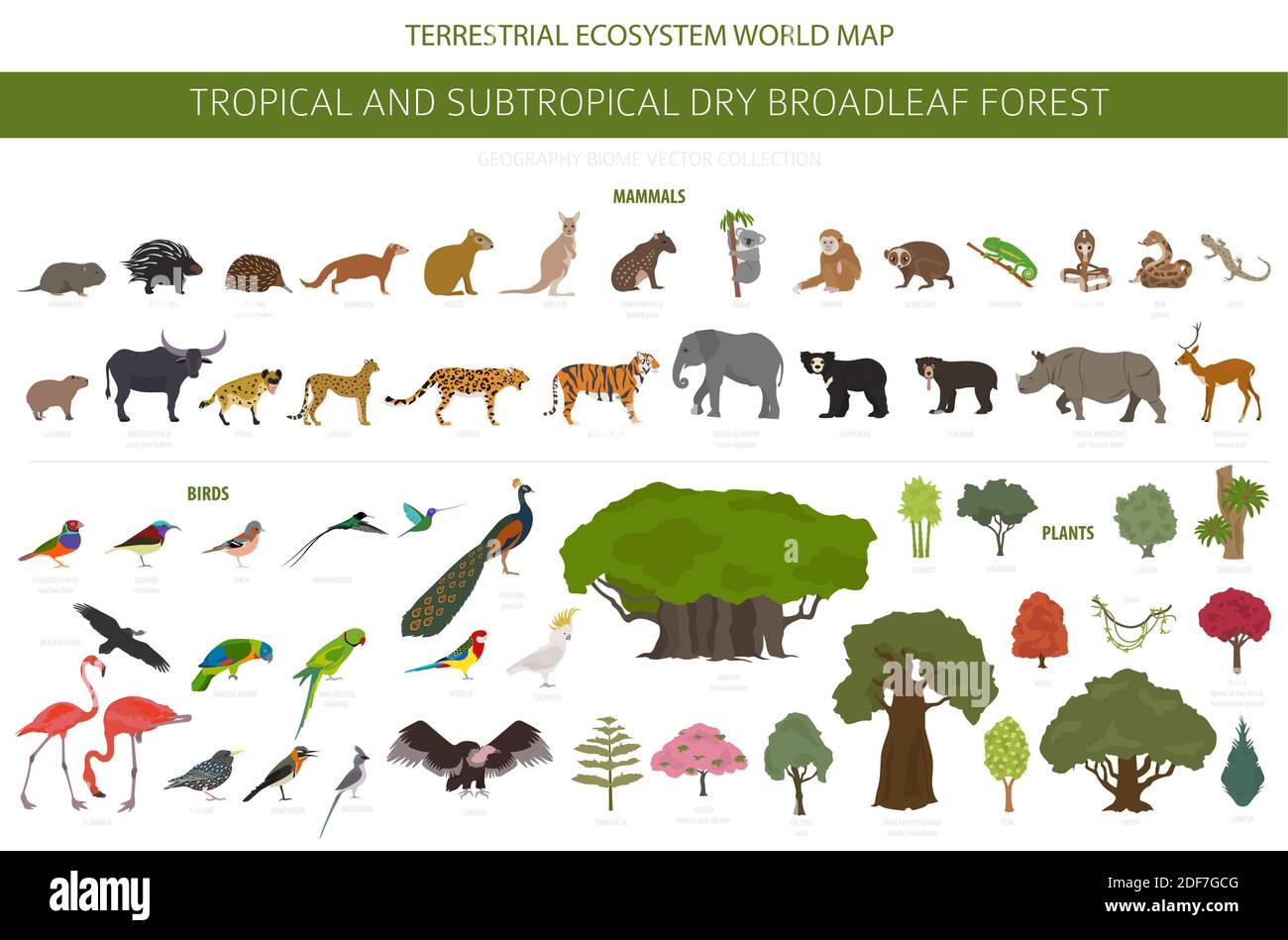 Tropical and subtropical dry broadleaf forest biome, natural region infographic. Seasonal forests. Animals, birds and vegetations ecosystem design set Stock Vector