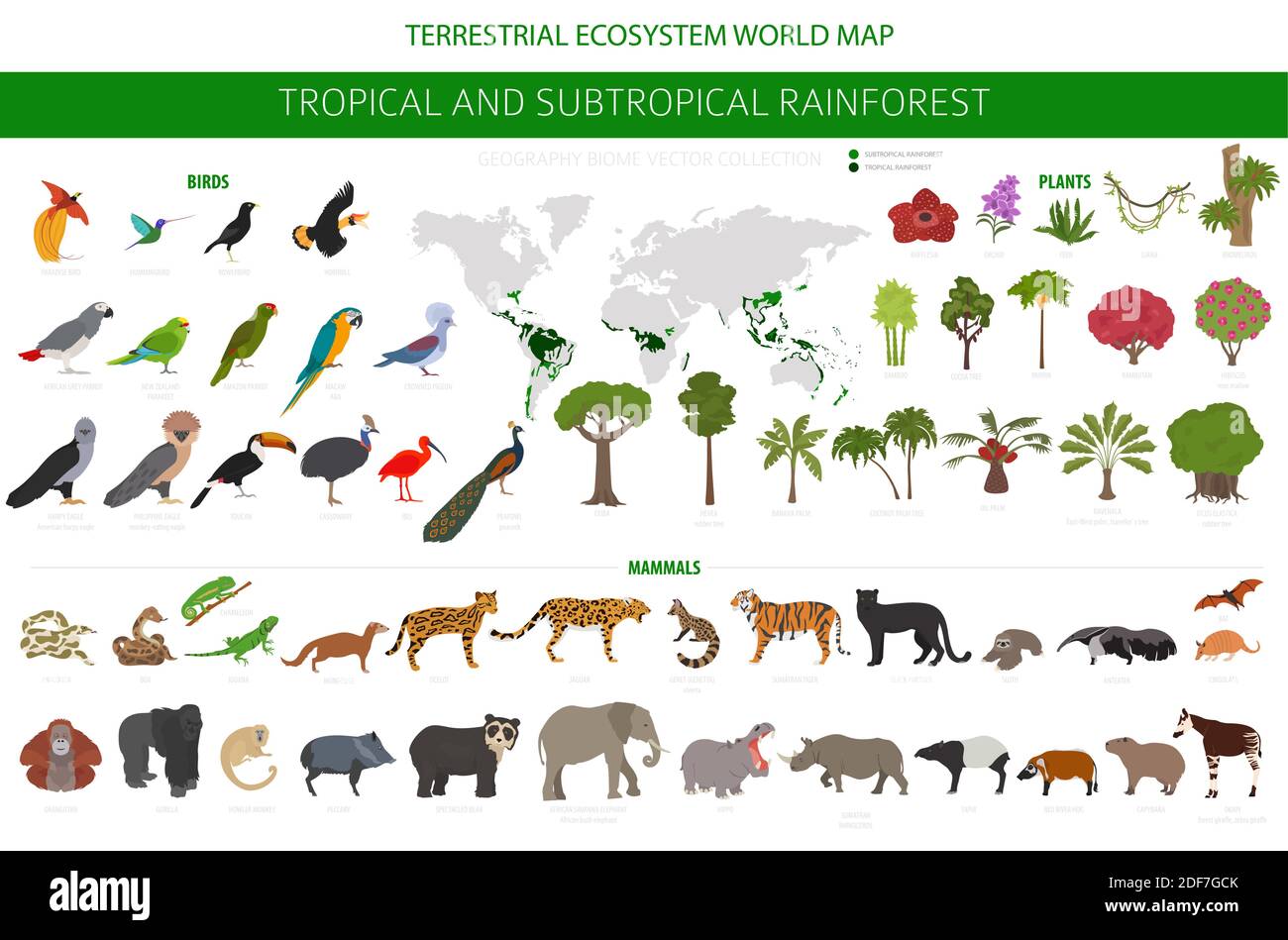 Tropical And Subtropical Rainforest Biome Natural Region Infographic Amazonian African Asian Australian Rainforests Animals Birds And Vegetatio Stock Vector Image Art Alamy