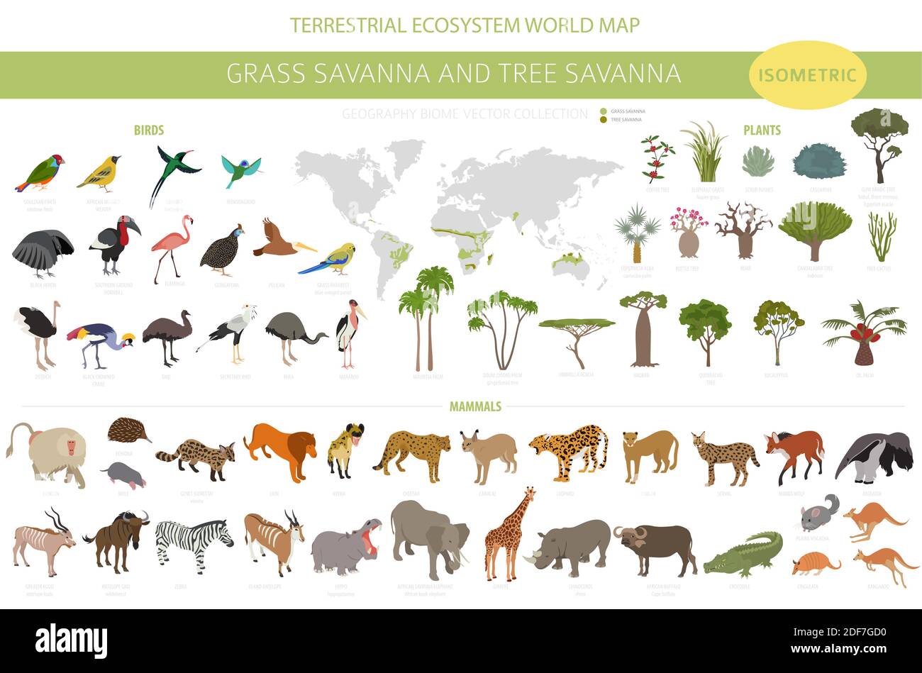 Tree savanna and grass savanna biome, natural region isometric 3d infographic. Woodland and grassland savannah, prarie, pampa. Animals, birds and vege Stock Vector