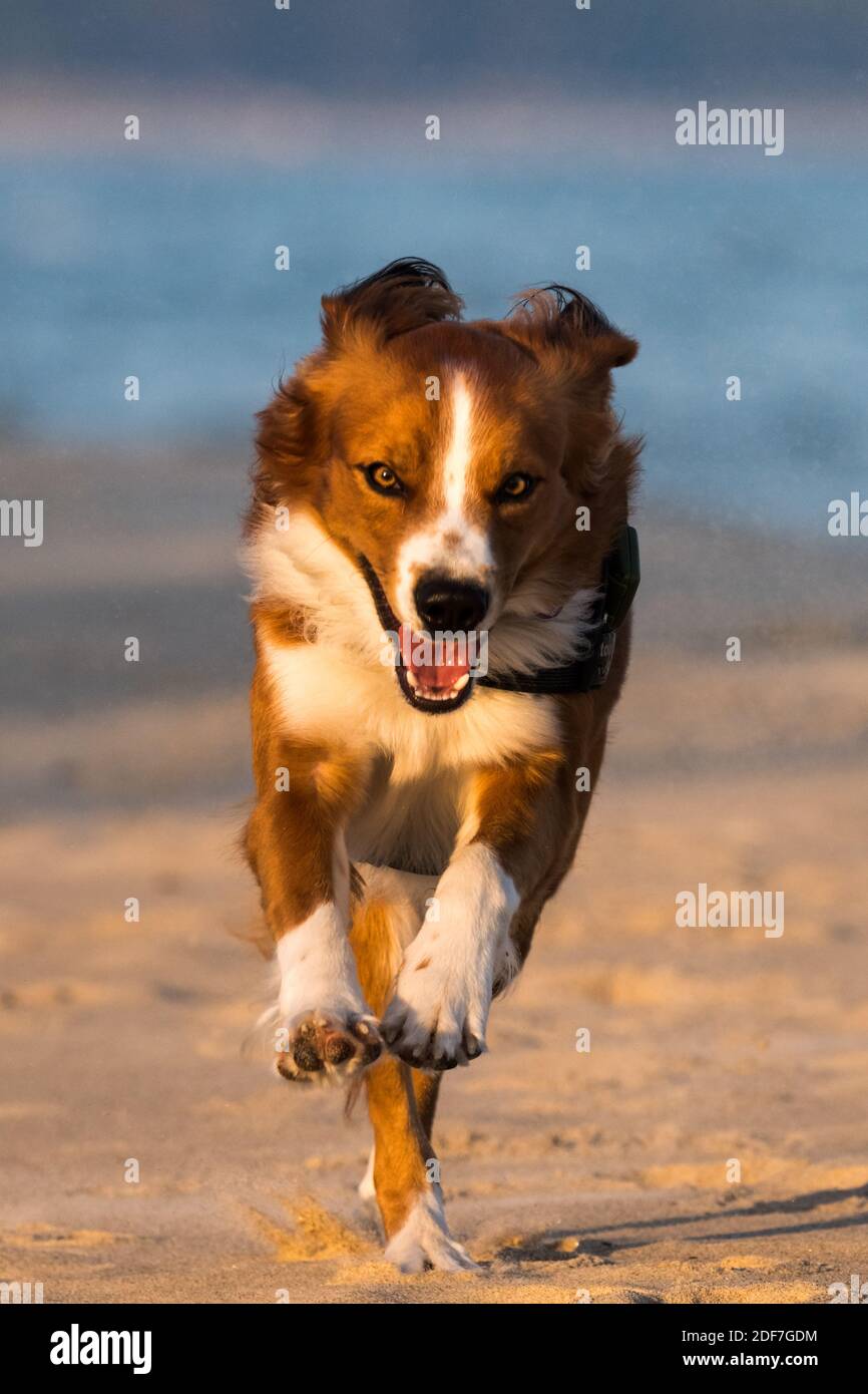 dog austian Pinscher running and playing on the beach Stock Photo