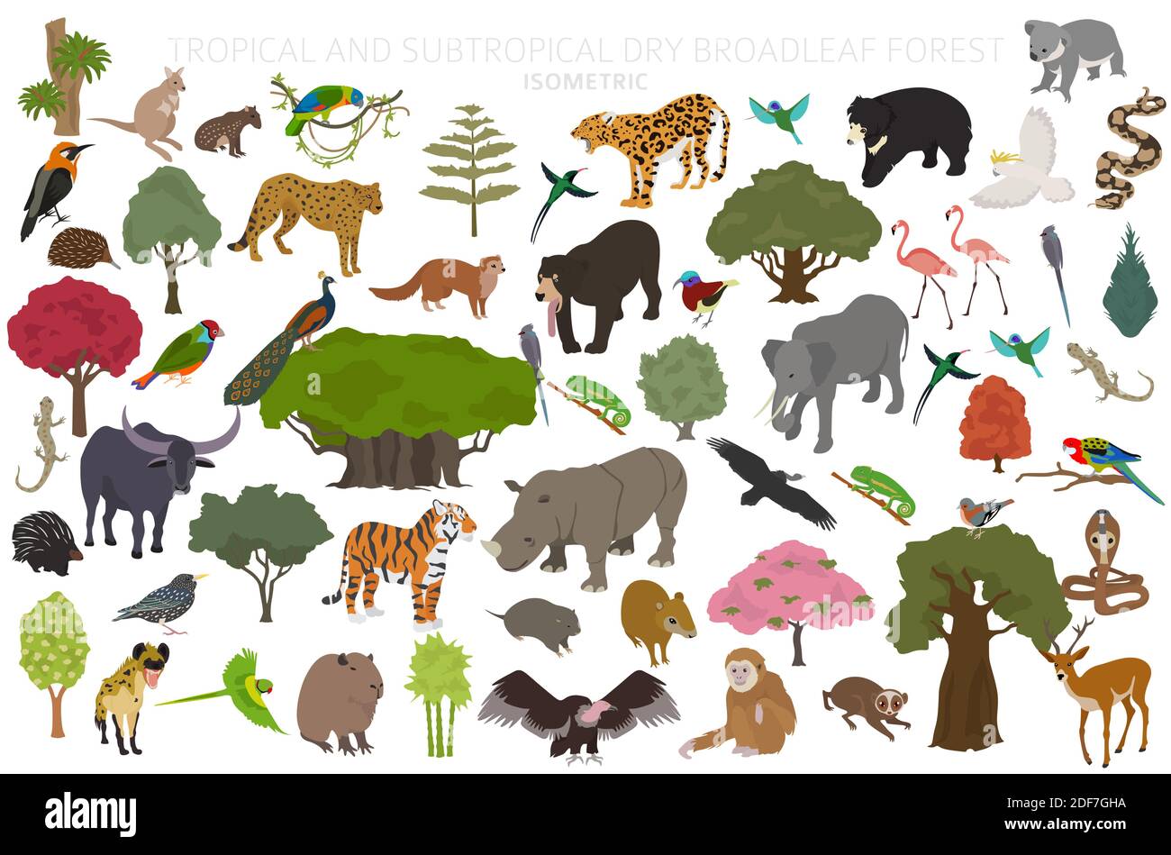 Tropical and subtropical dry broadleaf forest biome, natural region infographic. Seasonal forests. Animals, birds and vegetations ecosystem isometric Stock Vector