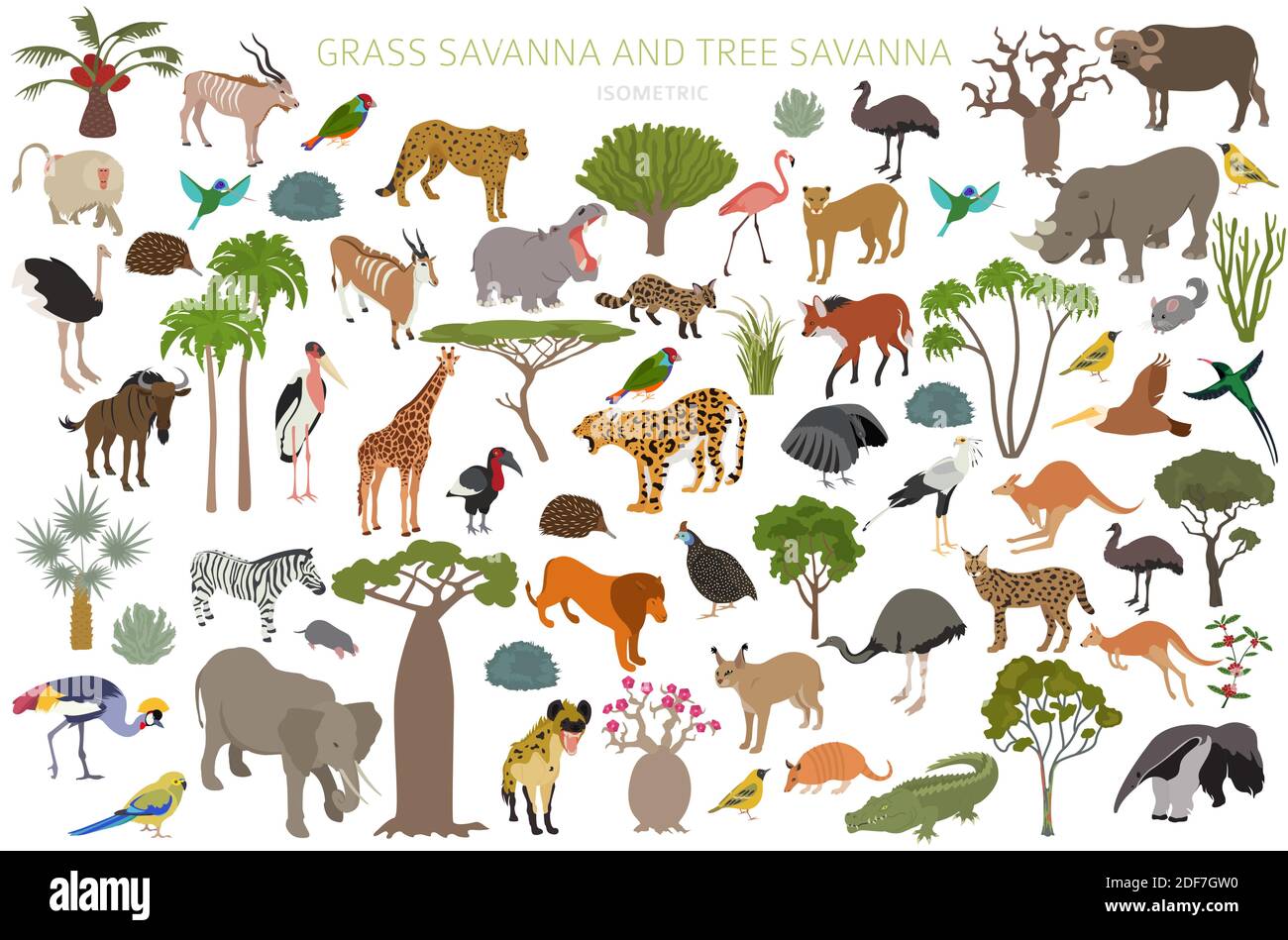 Tree savanna and grass savanna biome, natural region isometric 3d infographic. Woodland and grassland savannah, prarie, pampa. Animals, birds and vege Stock Vector