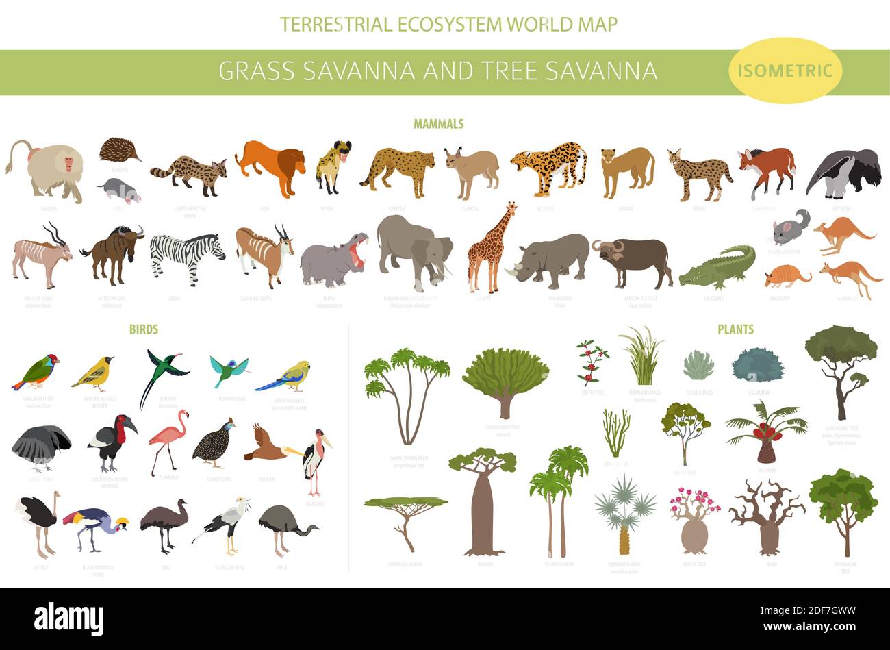 Tree savanna and grass savanna biome, natural region isometric 3d infographic. Woodland and grassland savannah, prarie, pampa. Animals, birds and vege Stock Vector