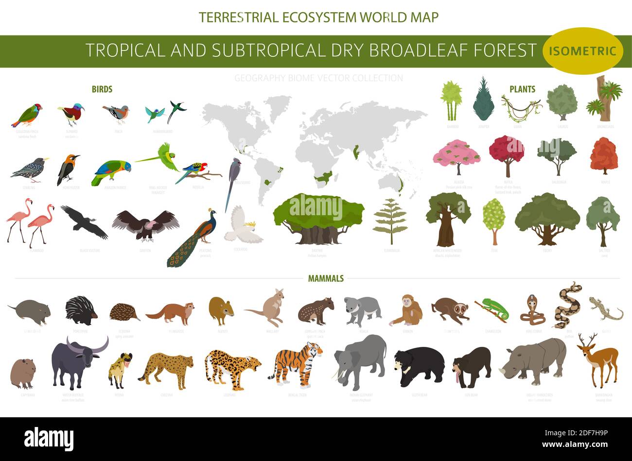 Tropical and subtropical dry broadleaf forest biome, natural region infographic. Seasonal forests. Animals, birds and vegetations ecosystem isometric Stock Vector