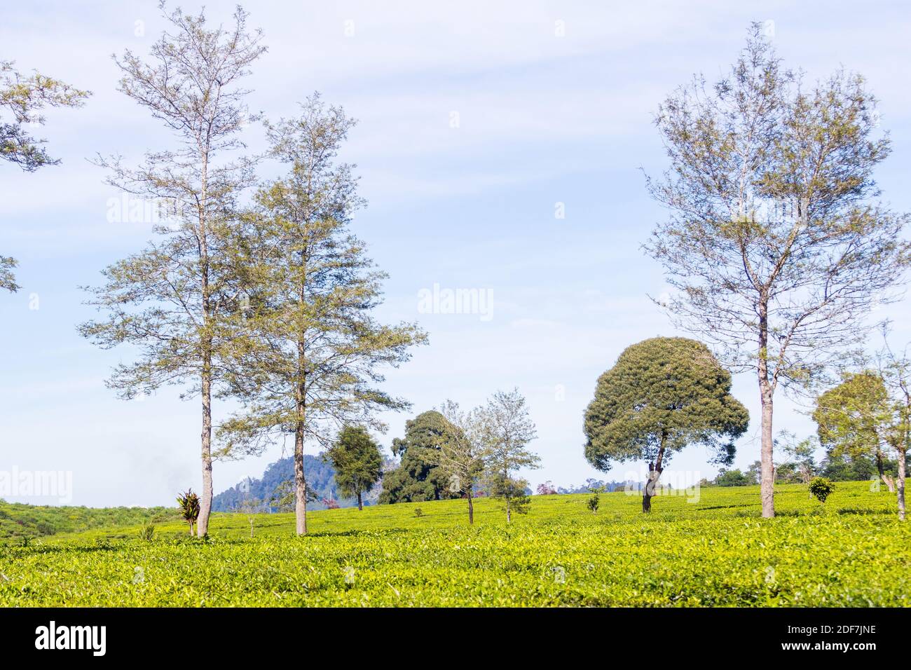 The verdant greens of the Malabar Pangalengan Tea Estate in Bandung, Indonesia Stock Photo