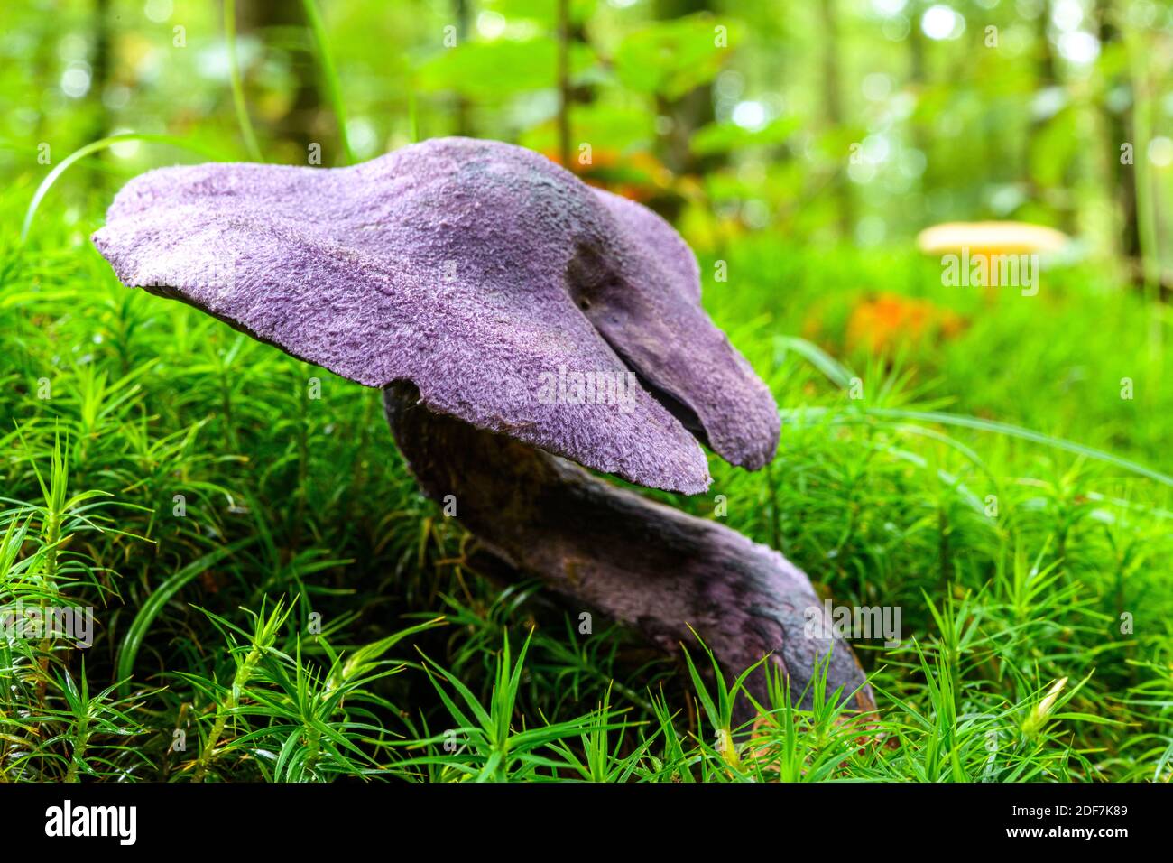 France, Somme (80), Cr?cy-en-Ponthieu, Cr?cy forest, Mushroom, Cortinarius violaceus Stock Photo