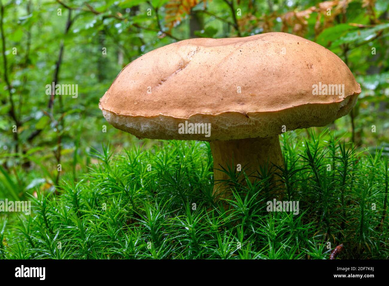 France, Somme (80), Cr?cy-en-Ponthieu, Cr?cy forest, Mushroom,Tylopilus felleus Stock Photo