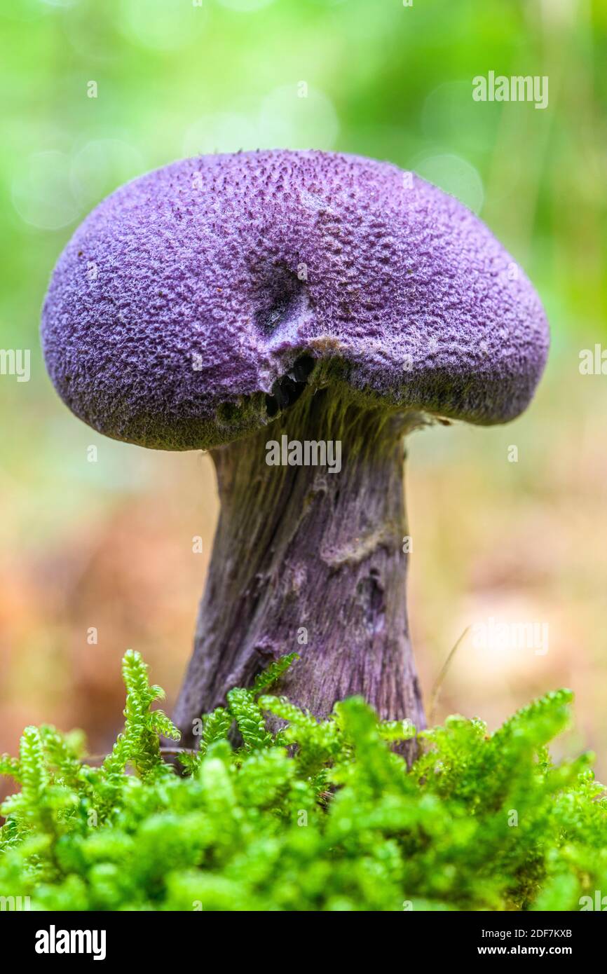 France, Somme (80), Cr?cy-en-Ponthieu, Cr?cy forest, Mushroom,Cortinarius violaceus Stock Photo