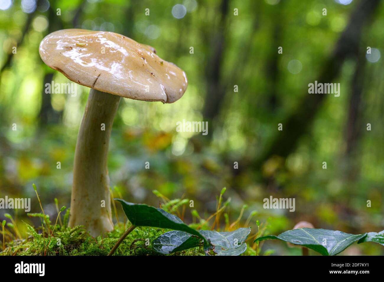 France, Somme (80), Cr?cy-en-Ponthieu, Cr?cy forest, Mushroom,Cortinarius sp. Stock Photo